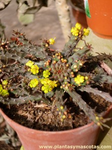 Cabeza de medusa (Euphorbia flanaganii)