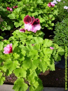 Geranio pensamiento, Geranio real (Pelargonium grandiflorum)