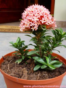 Ixora enana (Ixora coccinea "compacta")