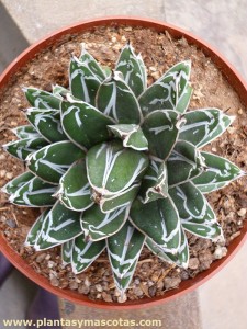 Agave de la Reina Victoria (Agave victoriae-reginae)