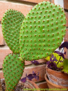 Nopal rojizo (Opuntia rufida)