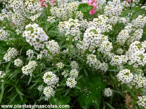 Lágrima de la virgen, Lobularia, Canastillo, Alisum (Lobularia maritima)