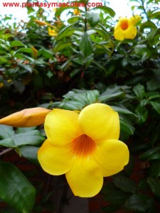 Copa de oro, Jazmín de cuba, Trompeta amarilla (Allamanda cathartica)