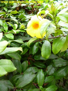 Alamanda, Trompeta de oro, Trompeta dorada (Allamanda cathartica)