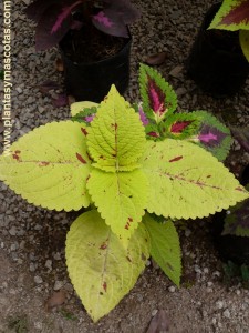 Coleo, Cretona (Solenostemon scutellarioides)