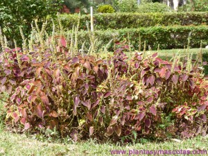 Coleo (Coleus blumei) con flor 