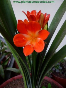 Clivia (Clivia miniata)