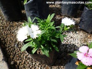 Clavelina de flores blancas, Dianthus Plumarius