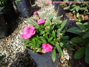 Clavelina de flores rosadas, Dianthus Plumarius