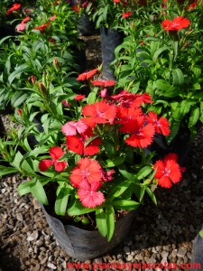 Clavelina de flores rojas, Dianthus Plumarius